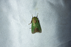 Parasa shirakii