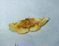 Pyrinioides sinuosus