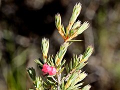 Brachyloma ericoides