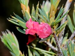 Brachyloma ericoides