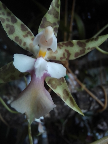 Oncidium hastatum, photograph 1