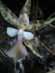 Oncidium hastatum