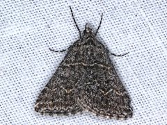 Dichromodes explanata