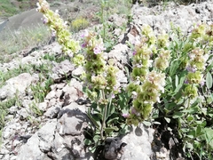 Salvia absconditiflora