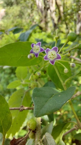 Capsicum caatingae