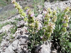 Salvia absconditiflora