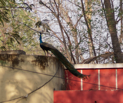 Pavo cristatus