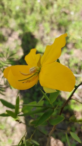 Senna gloriosa