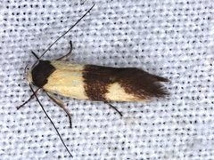 Antipterna euanthes