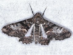 Gastrinodes argoplaca