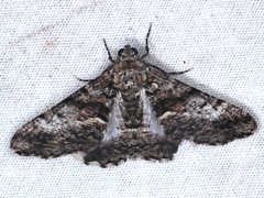 Gastrinodes argoplaca