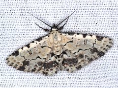 Sandava scitisignata