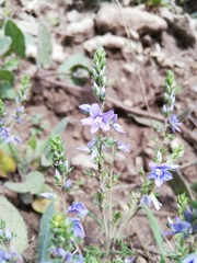 Veronica multifida