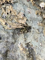 Pachygrapsus crassipes