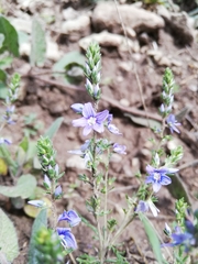 Veronica multifida