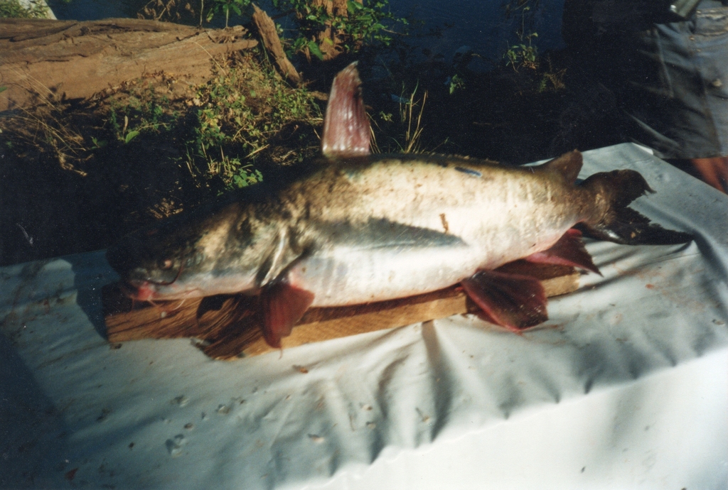 Neoarius from McArthur NT 0852, Australia on June 22, 2003 by Roy T ...