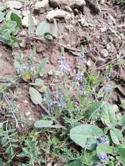 Veronica multifida