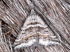 Dichromodes consignata