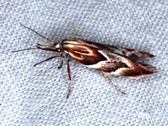 Deigmoesta lithocosma