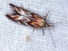 Deigmoesta lithocosma