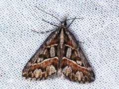 Dichromodes cirrhoplaca