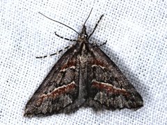 Dichromodes cirrhoplaca