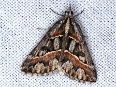 Dichromodes cirrhoplaca