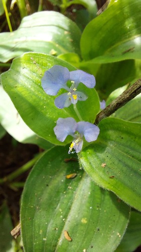 Benghal Dayflower