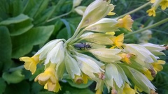 Oedemera virescens