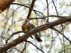Turdus pilaris
