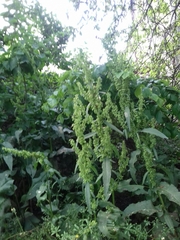 Rumex patientia orientalis