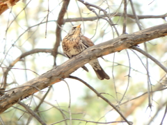 Turdus pilaris