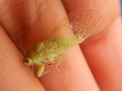Taurella viridis