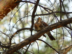 Turdus pilaris