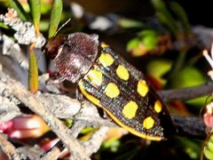 Castiarina xanthopilosa