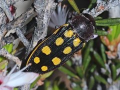 Castiarina xanthopilosa