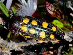 Castiarina xanthopilosa