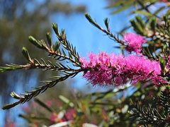 Melaleuca wilsonii