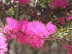 Melaleuca wilsonii