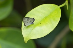 Megisba malaya sikkima