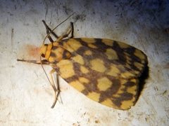 Miltochrista quadrilineata