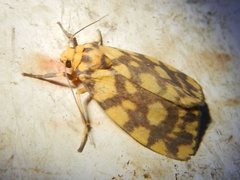 Miltochrista quadrilineata