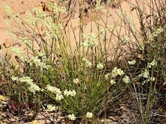 Stackhousia aspericocca