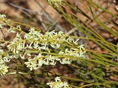Stackhousia aspericocca