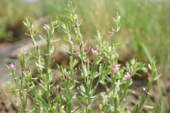 Centaurium japonicum
