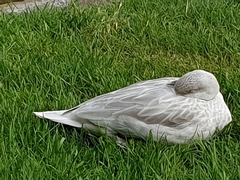 Anas platyrhynchos domesticus