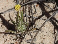 Podotheca angustifolia