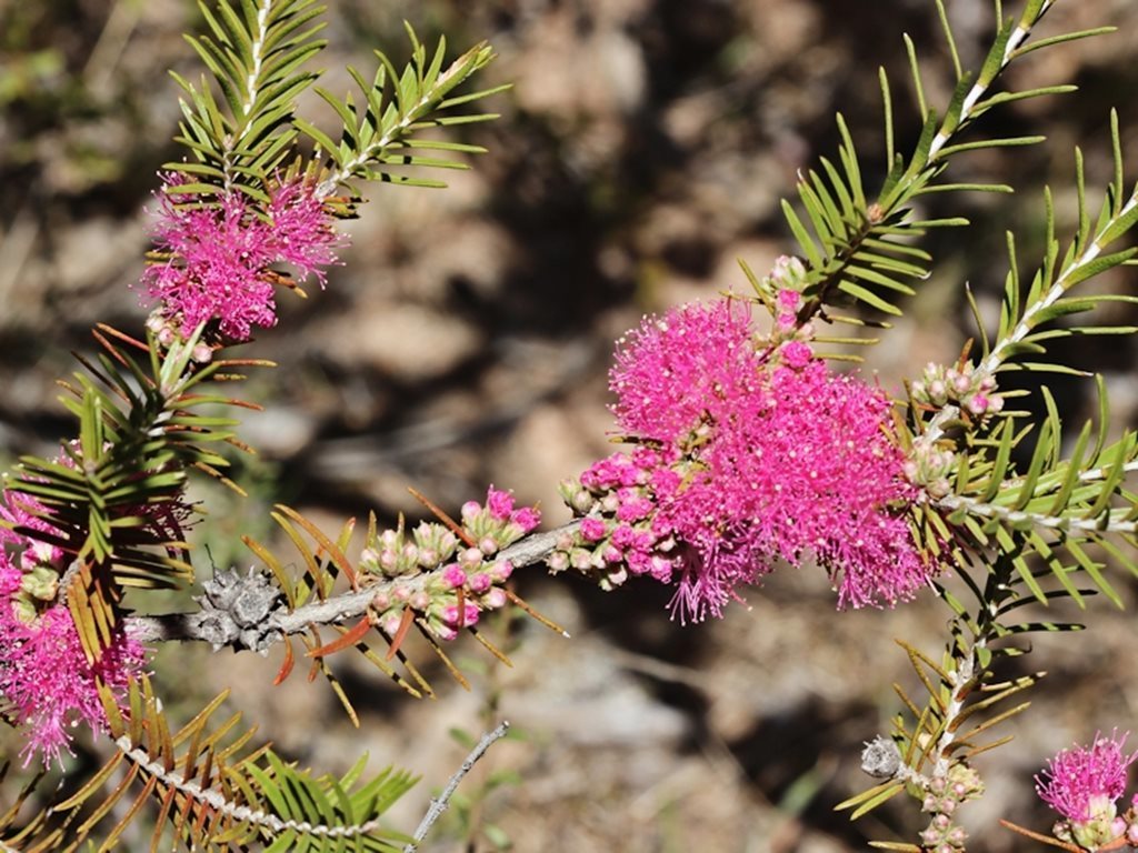 violet honey-myrtle