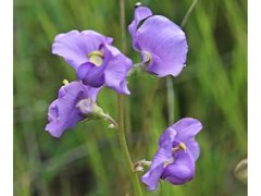 Swainsona procumbens