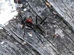 Camponotus ephippium